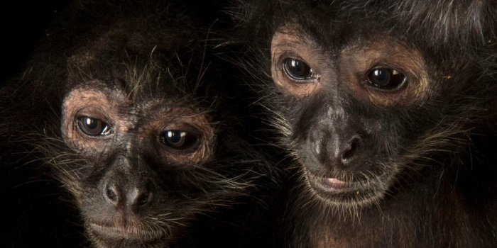 3072x3072 Spider monkeys, facts and photos