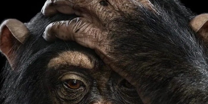 1080x1921 Chimpanzee Wallpapers (48 images