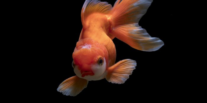 3000x4225 500+ Goldfish Pictures | Download Free