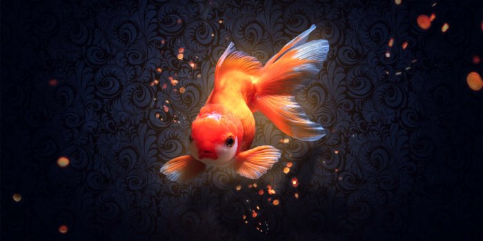 1920x1200 100+] Goldfish Pictures | Wallpapers.com
