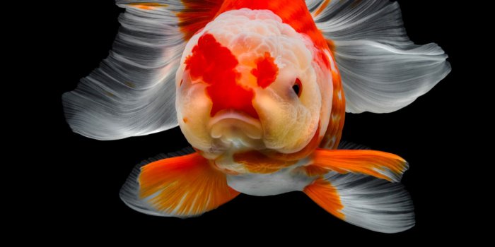 2000x3000 Gold Fish Wallpapers (41 images
