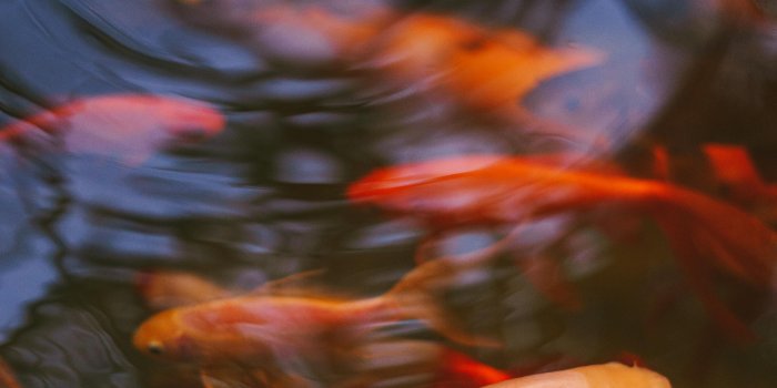 4000x6000 Goldfish Photos, Download The BEST Free