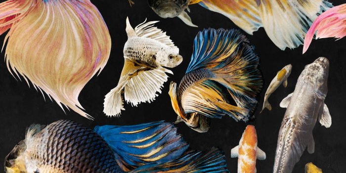 1280x1600 GOLDFISH Anthracite Wallpaper