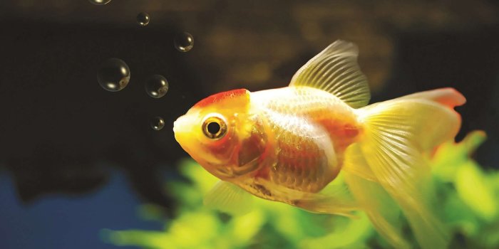 1920x1200 Vibrant Goldfish HD Wallpaper