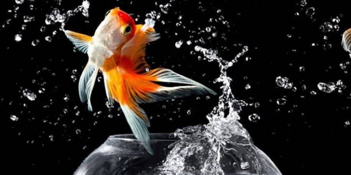 726x1280 Aquarium wallpaper by Gvozdenac