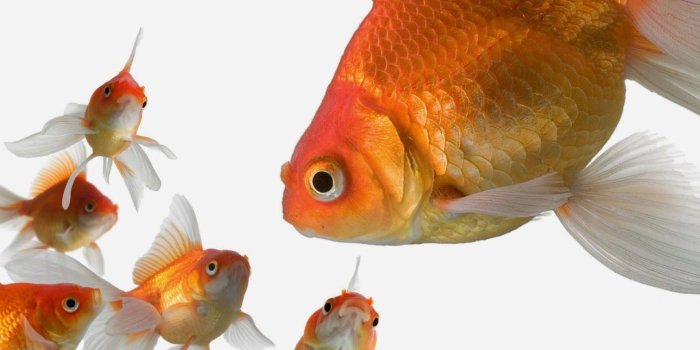 1920x1440 100+] Goldfish Wallpapers | Wallpapers.com