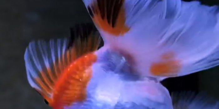 1420x3073 Goldfish | LIVE Wallpaper - Wallpapers