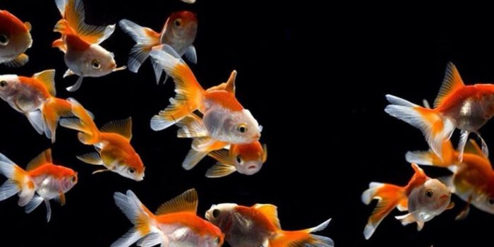 735x1086 Android, iPhone, Desktop HD Backgrounds