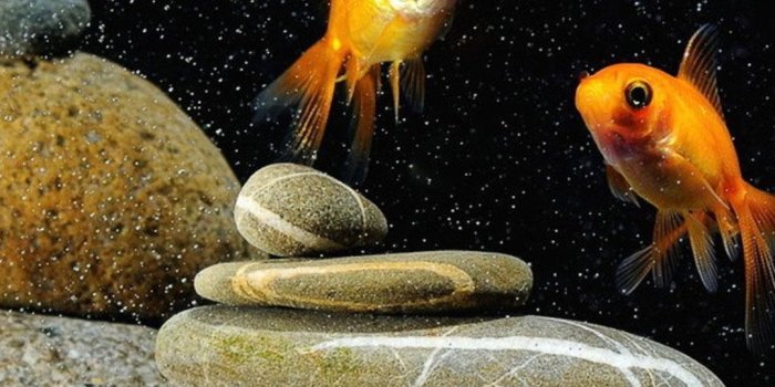 1080x1920 Goldfish wallpaper on sale