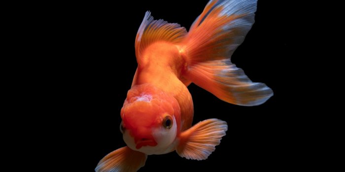 2208x1242 Fish Wallpapers (94 images) - WallpaperCat