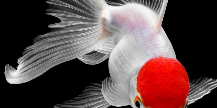 1080x2160 Goldfish iPhone Wallpapers