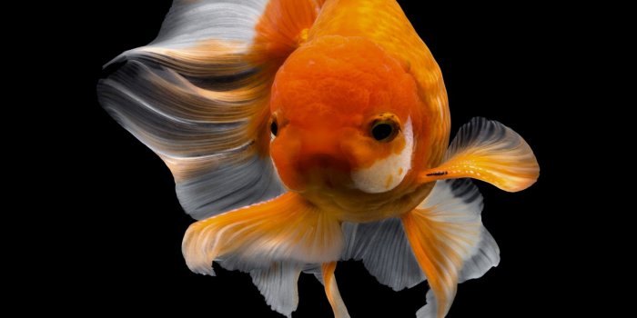 1707x2560 Captivating Goldfish Photos by Tsubaki