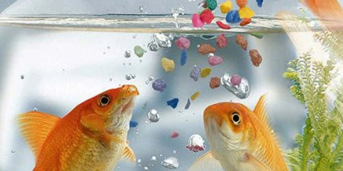 1080x1920 Download Goldfish Background