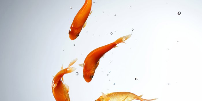 1600x1200 under-water-goldfish-high-resolution-hd