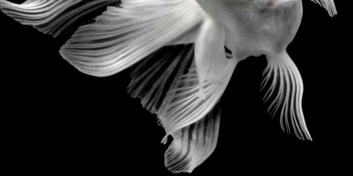 1170x2532 GOLDFiSH white on Behance iPhone