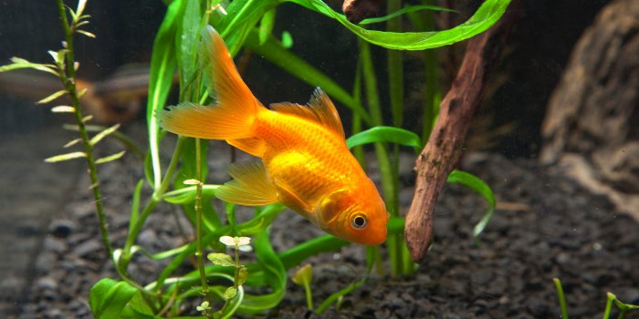 2681x1747 Vibrant Goldfish: A Stunning HD Wallpaper