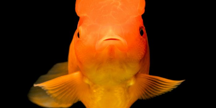 3000x4167 500+ Goldfish Pictures | Download Free