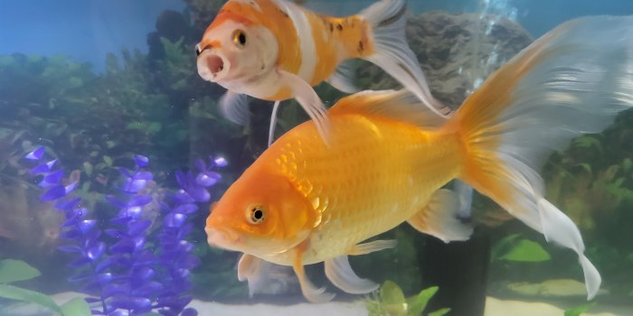 4000x3000 tank or fish for my wallpaper