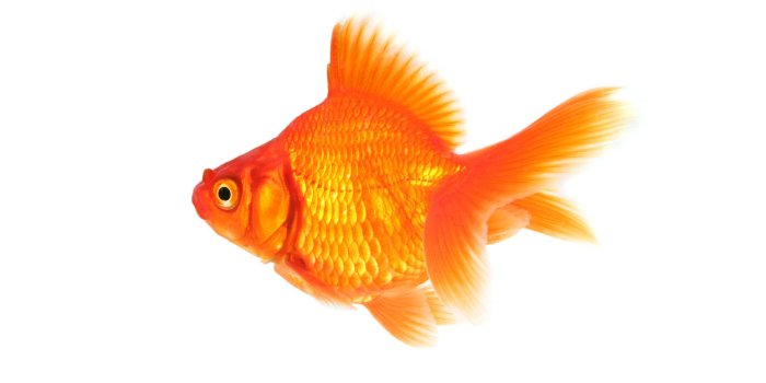 1600x1067 Free Goldfish Wallpaper download