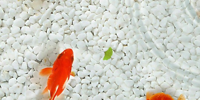 1080x1920 Goldfish Wallpapers