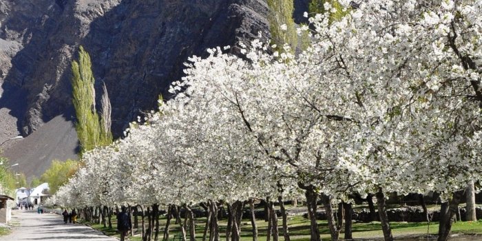 1284x2778 Tajikistan Wallpapers (16 images