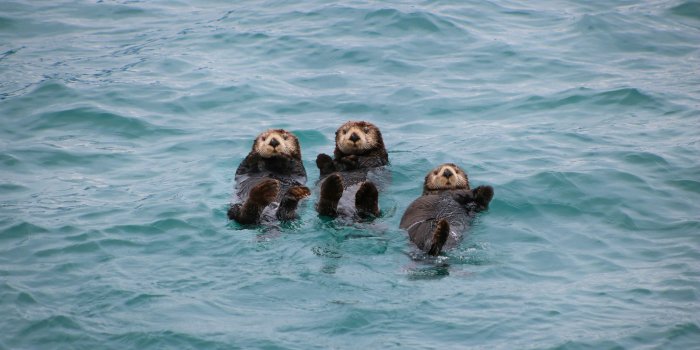 3000x2000 500+ Otter Pictures [HD] | Download