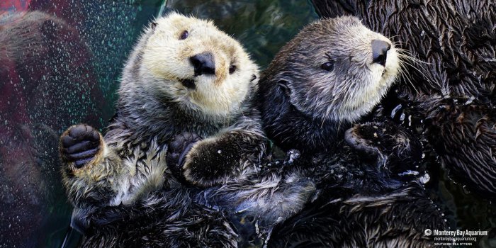 1920x1080 Southern sea otters | Wallpapers