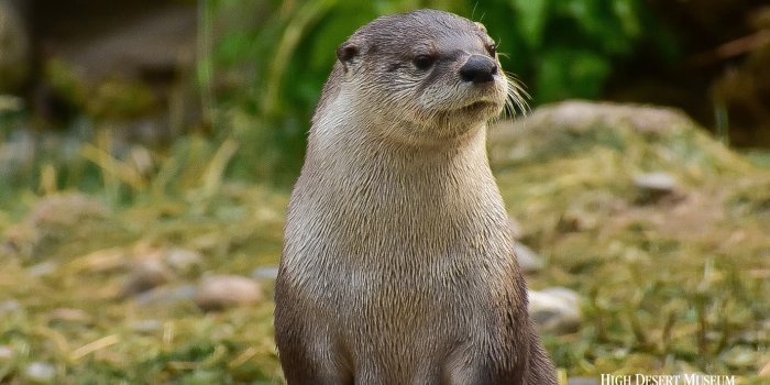 1381x921 Otter Wallpaper - High Desert Museum