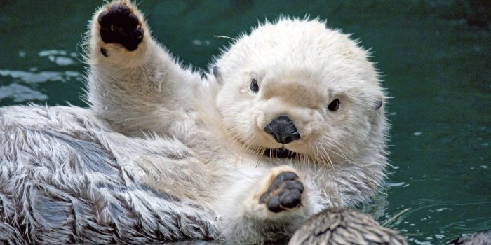 1920x1080 100+] Otter Wallpapers | Wallpapers.com