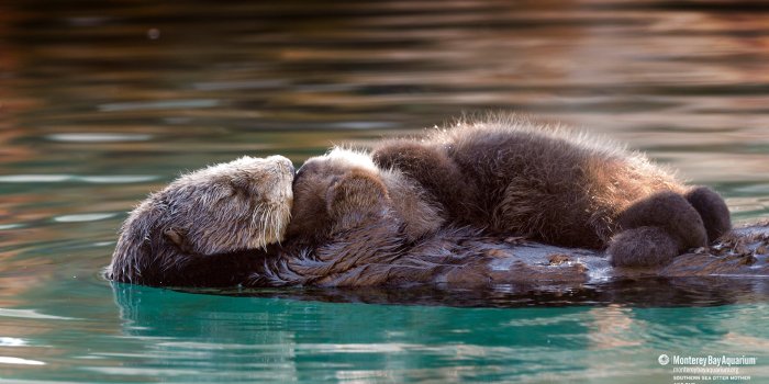 1920x1080 Southern sea otter mother and pup