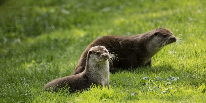 3000x2003 500+ Otter Pictures [HD] | Download
