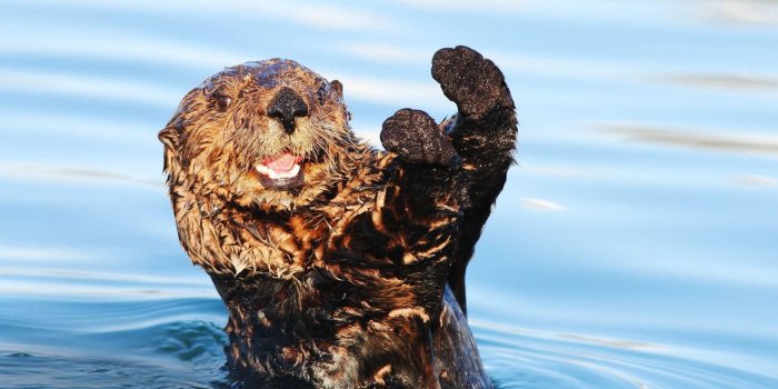 1920x1200 100+] Otter Wallpapers | Wallpapers.com