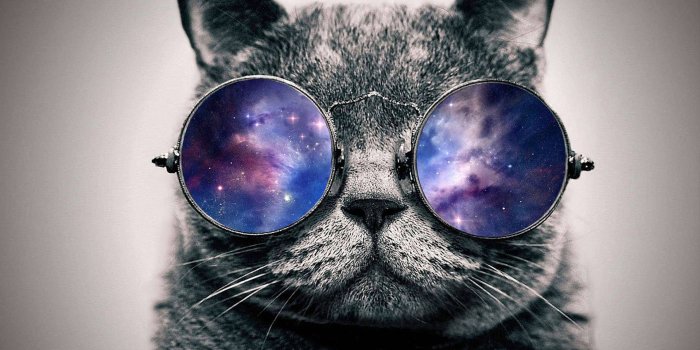 1920x1080 Cool Cat Donned In Galaxy Glasses