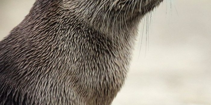1080x1920 Otter Wallpapers (54 images) - WallpaperCat