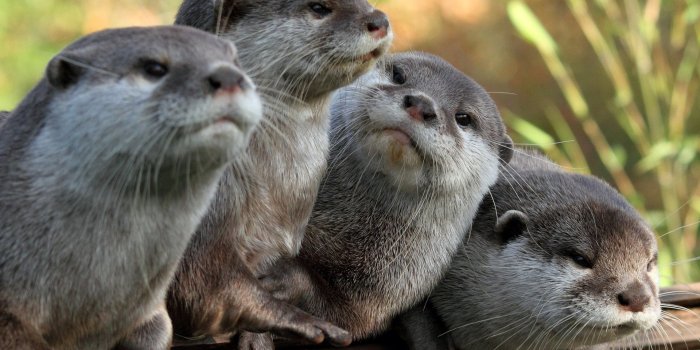 1920x1200 Adorable Otters: A Charming HD Wallpaper