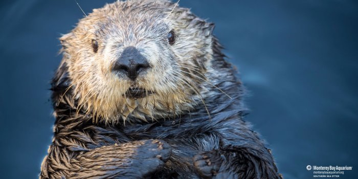 1920x1080 Southern sea otter | Wallpapers