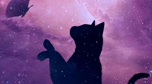 630x1280 Galaxy cat wallpaper by ShadowXGhostly