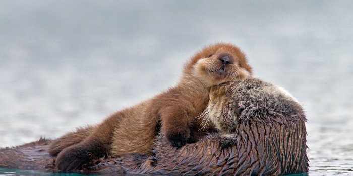 1920x1080 Adorable Otter Pup HD Wallpaper
