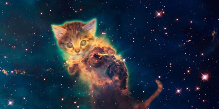 1920x1200 100+] Galaxy Cat Wallpapers