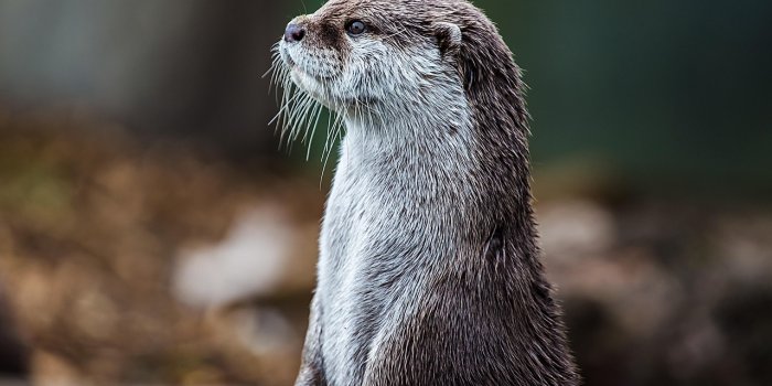1280x1001 600+ Free Otters & Nature Images - Pixabay