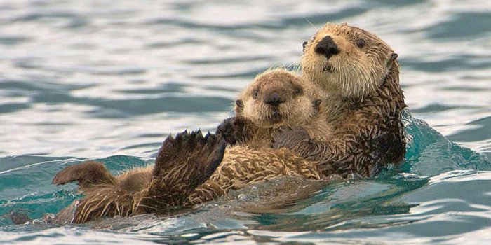1920x1080 100+] Otter Wallpapers | Wallpapers.com