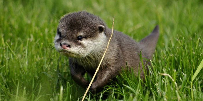 1920x1080 Charming Otter in HD Wallpaper