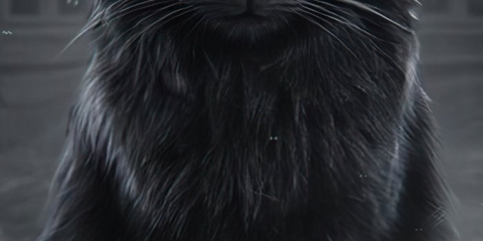 800x1280 wallpaper 800x1280 black cat, fire eyes