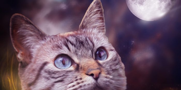1280x1024 Cat Animal Galaxy - Free photo on Pixabay