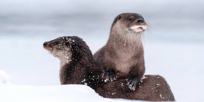 1920x1080 Caption: A Playful Otter Frolicking In