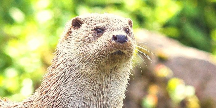 1080x1920 Otter Wallpapers (54 images) - WallpaperCat