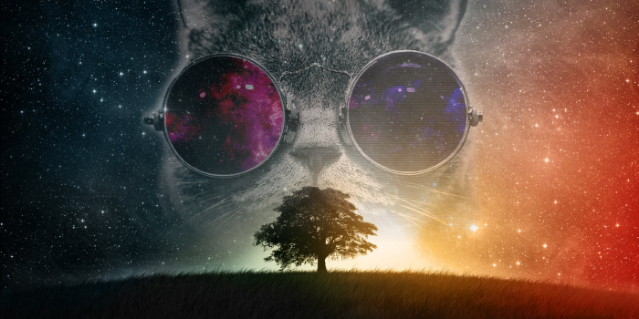 1920x1080 Galaxy Cat [1920x1080] : r/wallpaper