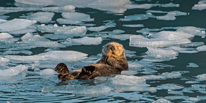 1920x1080 Sea otter in Prince William Sound