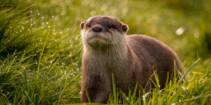 2039x1287 Download Animal Otter HD Wallpaper