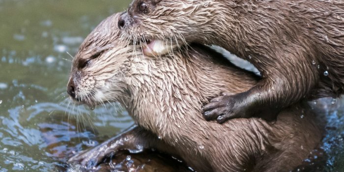3000x3000 30k+ Sea Otter Pictures | Download Free